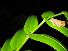 Agalychnis saltator