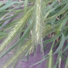 Hordeum murinum