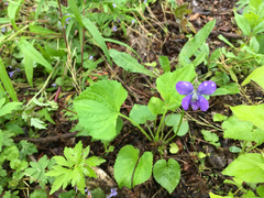 Viola cucullata