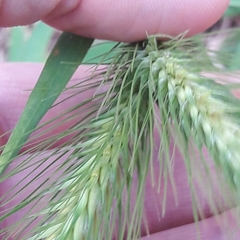 Hordeum murinum