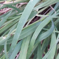 Hordeum murinum