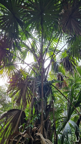 Image of Sabal mauritiiformis by (c) Kelin Guerra, some rights reserved (CC BY)
