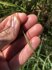 Bromus sterilis