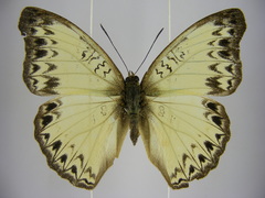 Cymothoe caenis