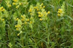 Rhinanthus serotinus aestivalis