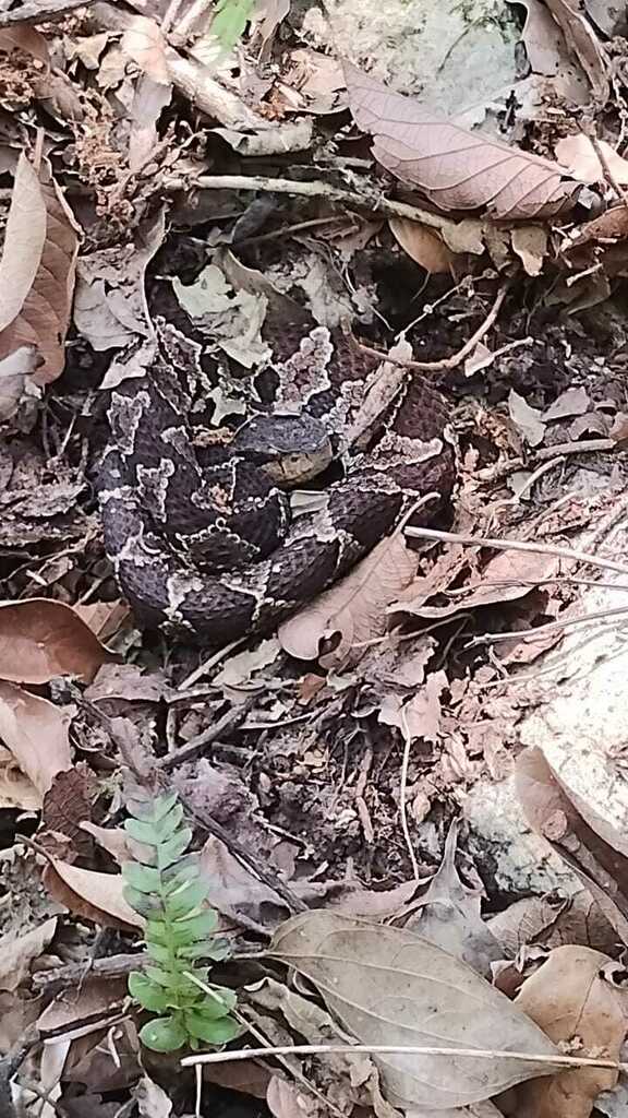 Mexican Jumping Pit Viper from Nogales, Ver., México on April 30, 2024 ...