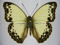 Cymothoe caenis