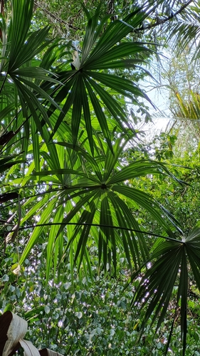 Bay palmetto (Sabal mauritiiformis)