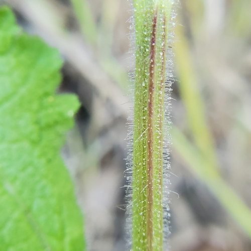 Image of Verbena gemmea by no rights reserved