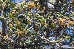 Quercus agrifolia oxyadenia