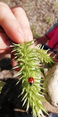 Coccinella quinquepunctata