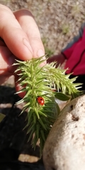 Coccinella quinquepunctata