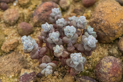 Dudleya brevifolia