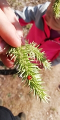 Coccinella quinquepunctata