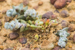 Dudleya brevifolia