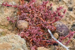 Chorizanthe polygonoides longispina