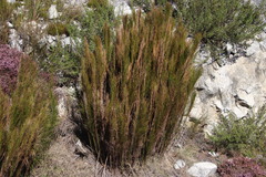 Rhodocoma capensis