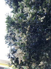 Melicoccus oliviformis