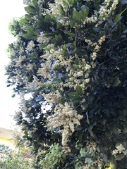 Melicoccus oliviformis