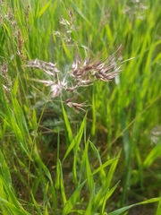 Poa bulbosa vivipara