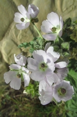 Tarasa capitata