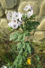 Tarasa capitata