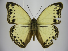 Cymothoe caenis