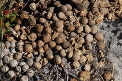 Pronolagus saundersiae