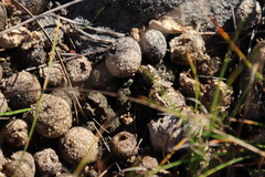 Pronolagus saundersiae