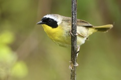 Common Yellowthroat photo 3