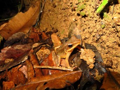 Lithobates warszewitschii