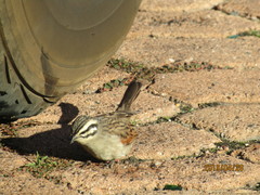 Emberiza capensis