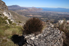 Restio fraternus