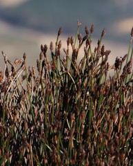 Restio fraternus