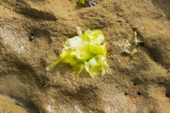Ulva californica