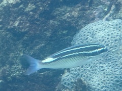 Arabian Monocle Bream