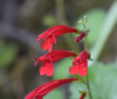 Salvia roemeriana