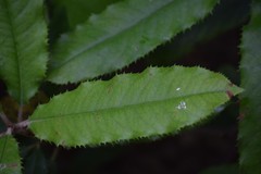 Photinia serratifolia