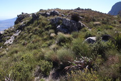 Pentameris macrocalycina