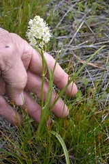 Toxicoscordion venenosum