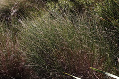 Pentameris macrocalycina