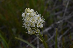 Toxicoscordion venenosum