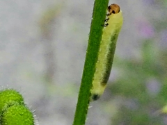 Halidamia affinis