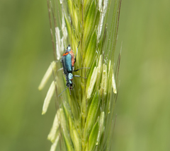 Clanoptilus spinipennis