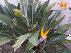Strelitzia reginae reginae