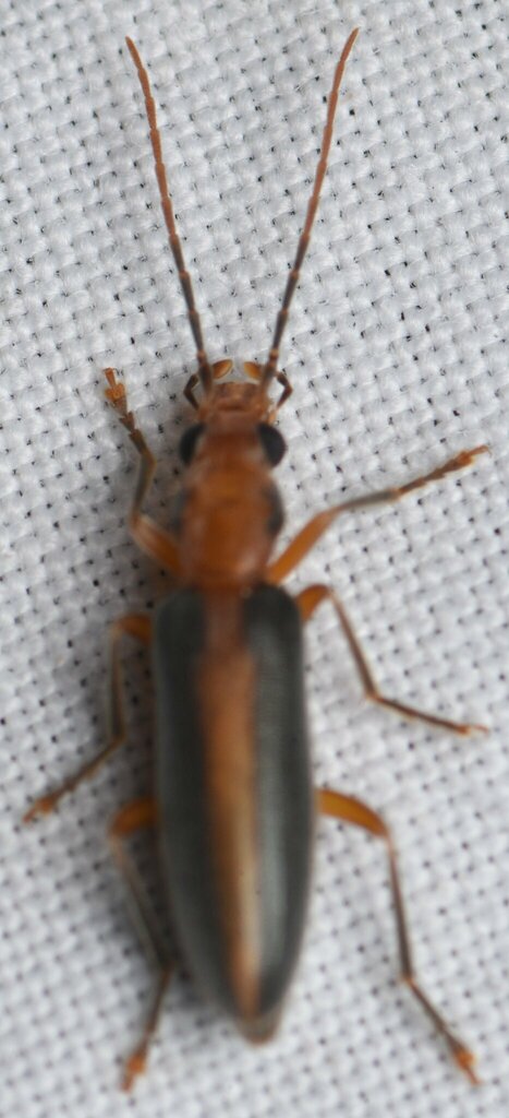 Oxacis taeniata