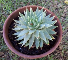 Aloe polyphylla