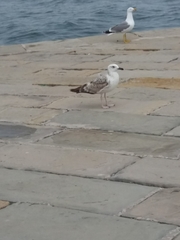Larus michahellis