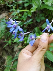 Delphinium madrense