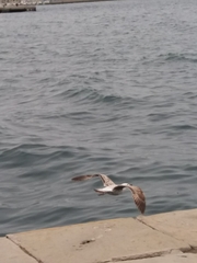 Larus michahellis
